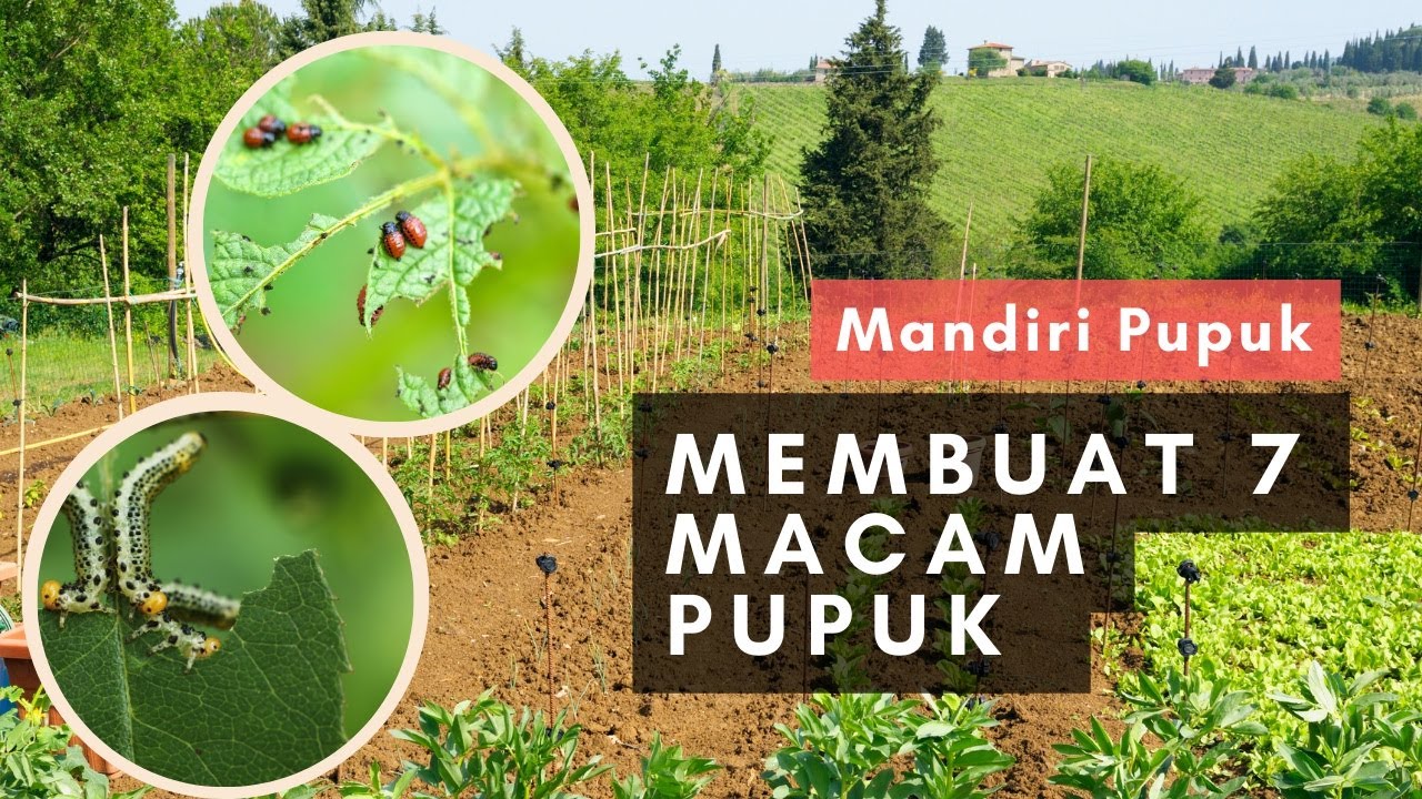 Bayu Diningrat ~ Cara Membuat 7 Macam Pupuk Mandiri