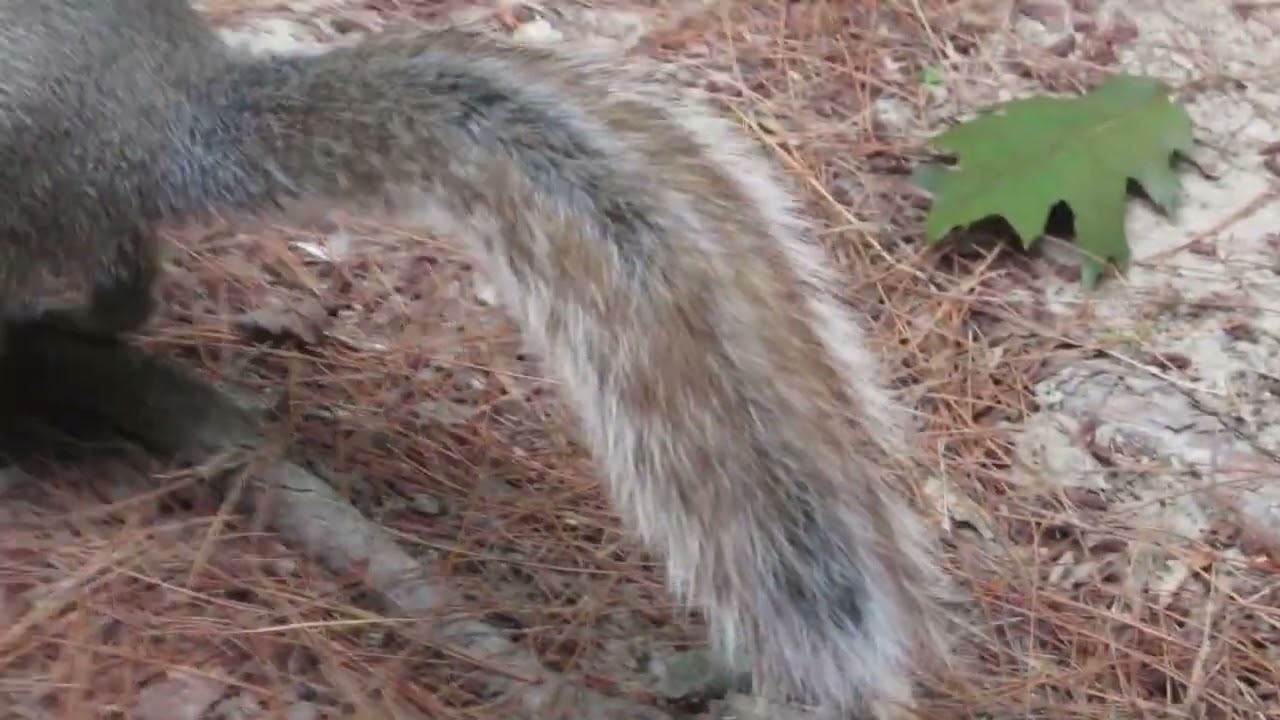 Grey Squirrels Eating Sunflower Seeds
