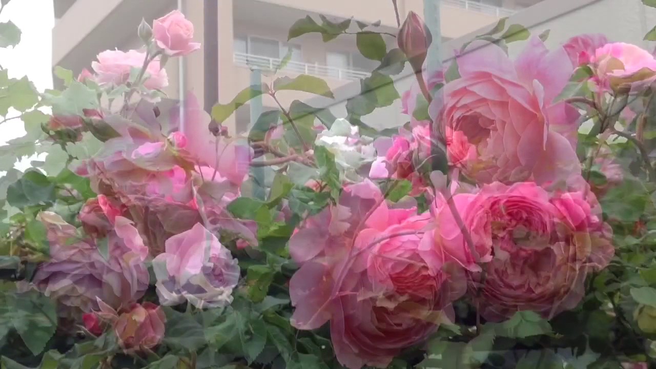 Shiuan's Rose Garden  2017.5.17 花園日記