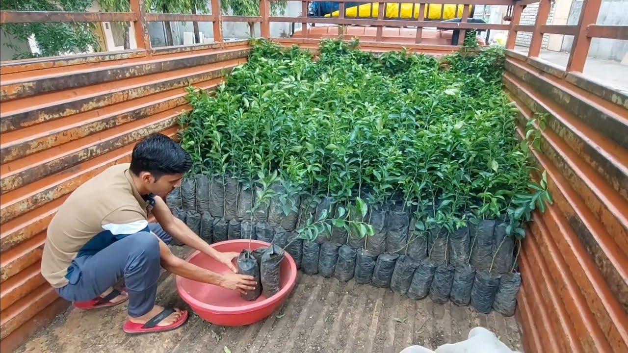 Episode -: 1  Alemow Rootstock Microbudding Orange 🍊 एलीमो रूटस्टोक माईक्रोबडीन्ग सन्तरा #farming