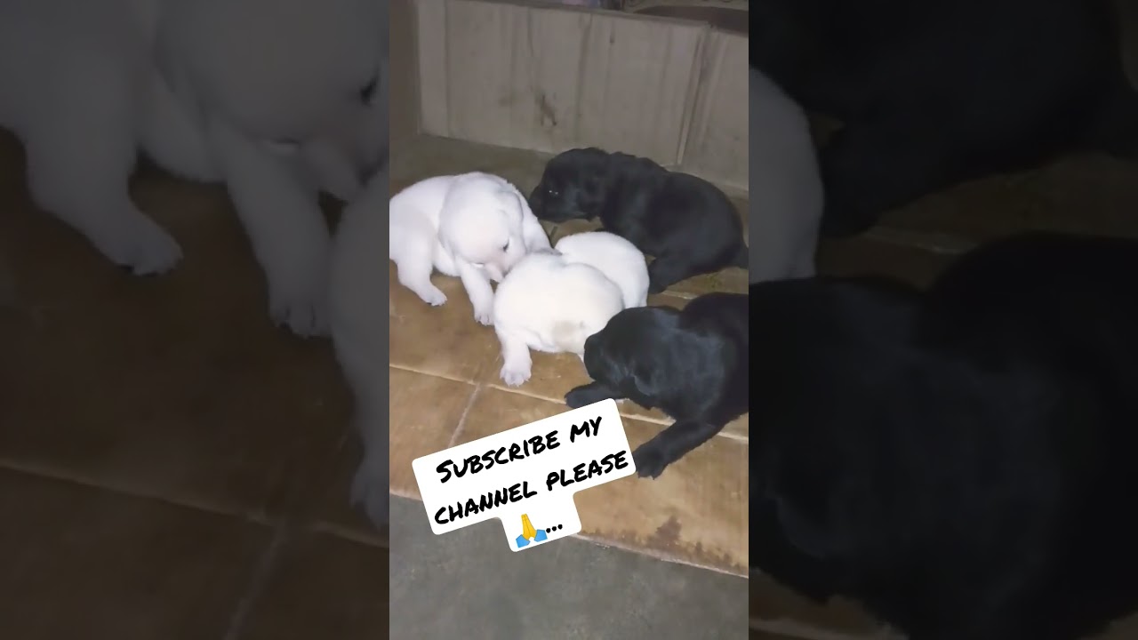 17 days lab puppies.. ❤️😘
