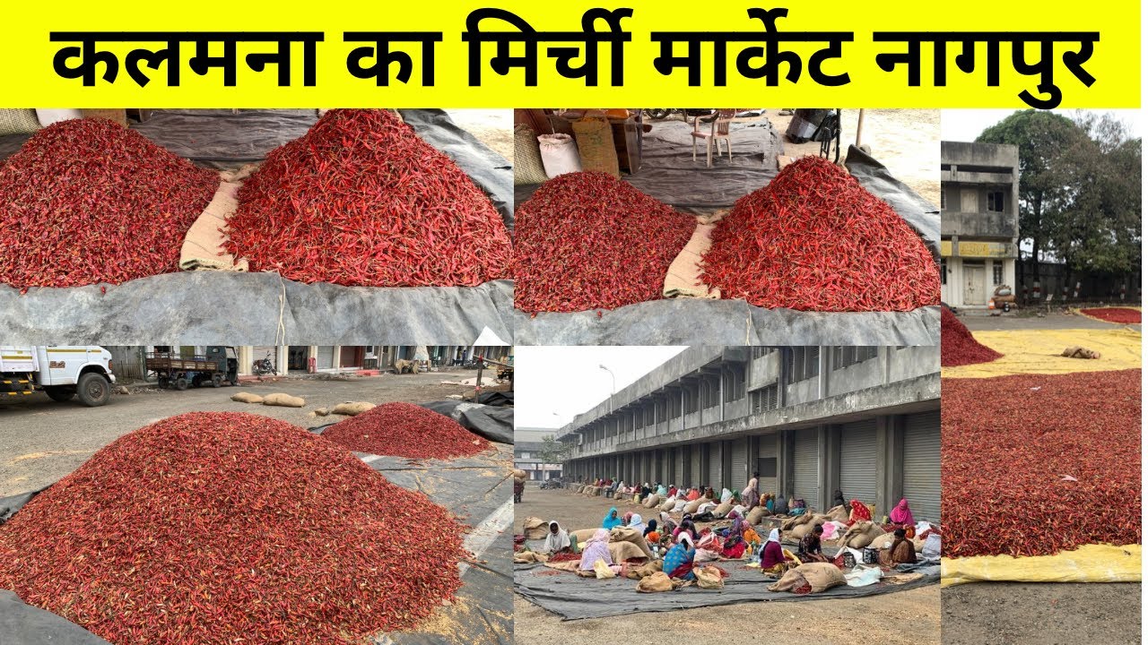 Kalamna Market Mirchi Ka Nagpur | Wholesale Chili Market Nagpur| Teja Mirchi/Bhiwapuri Mirchi Market