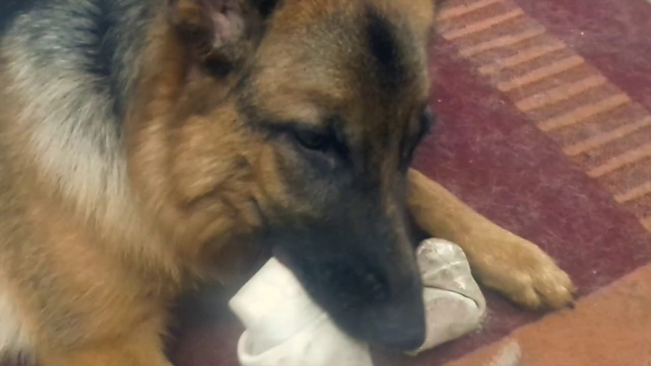 5 #CONSEJOS para usar los #HUESOS de Carnaza con tu #PERRO. &iquest;C&oacute;mo usar los #HUESOS de carnaza?