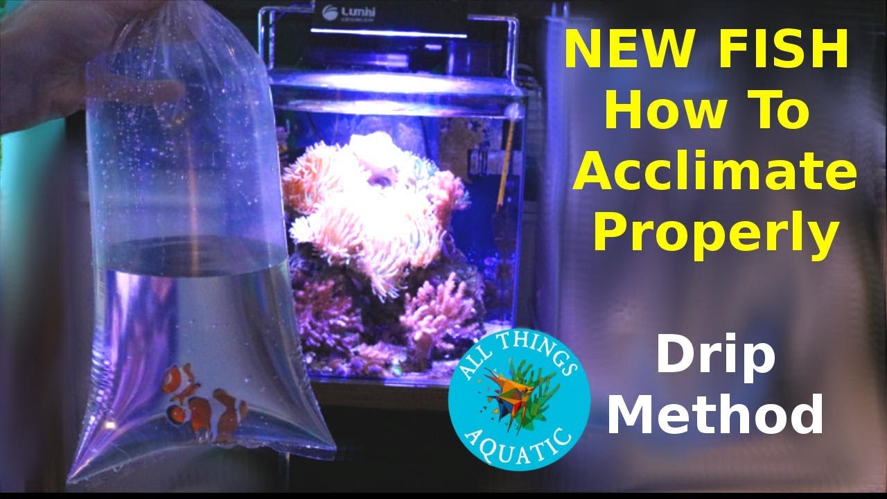 NEW FISH - How to add Properly - Drip Acclimation