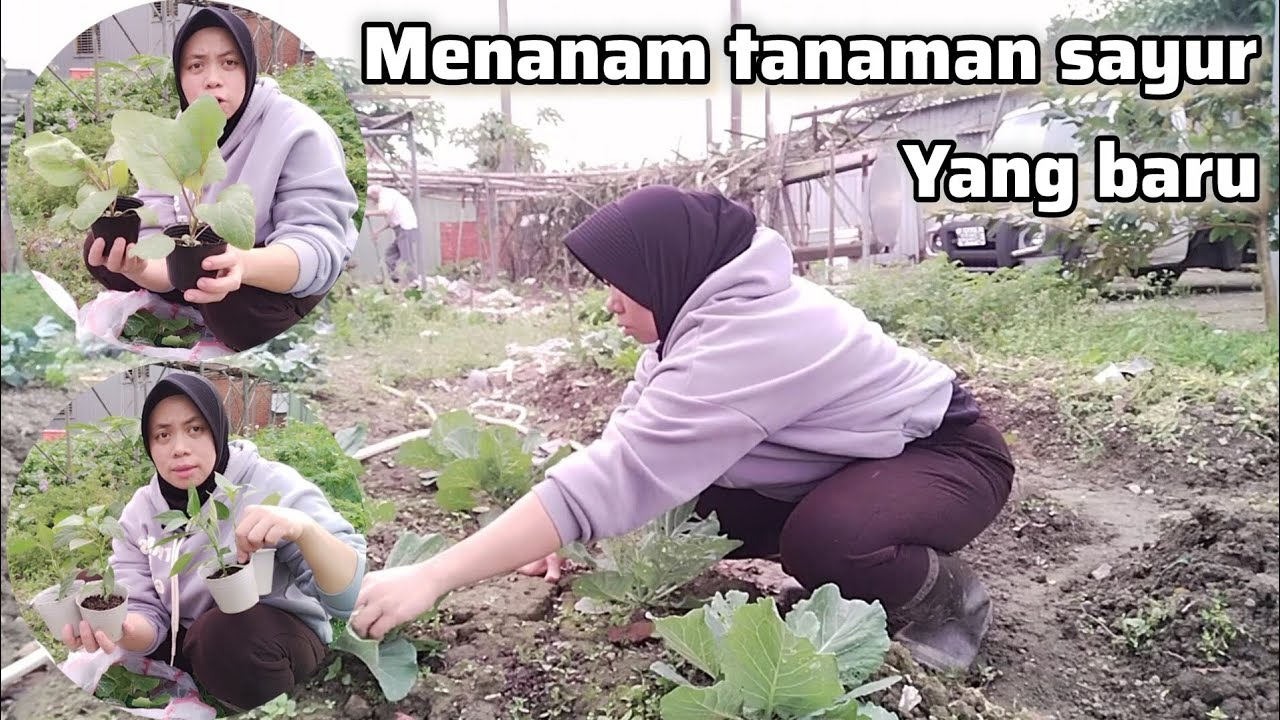 LIBUR PETIK SAYURAN‼️ MENANAM TANAMAN SAYUR YANG BARU 