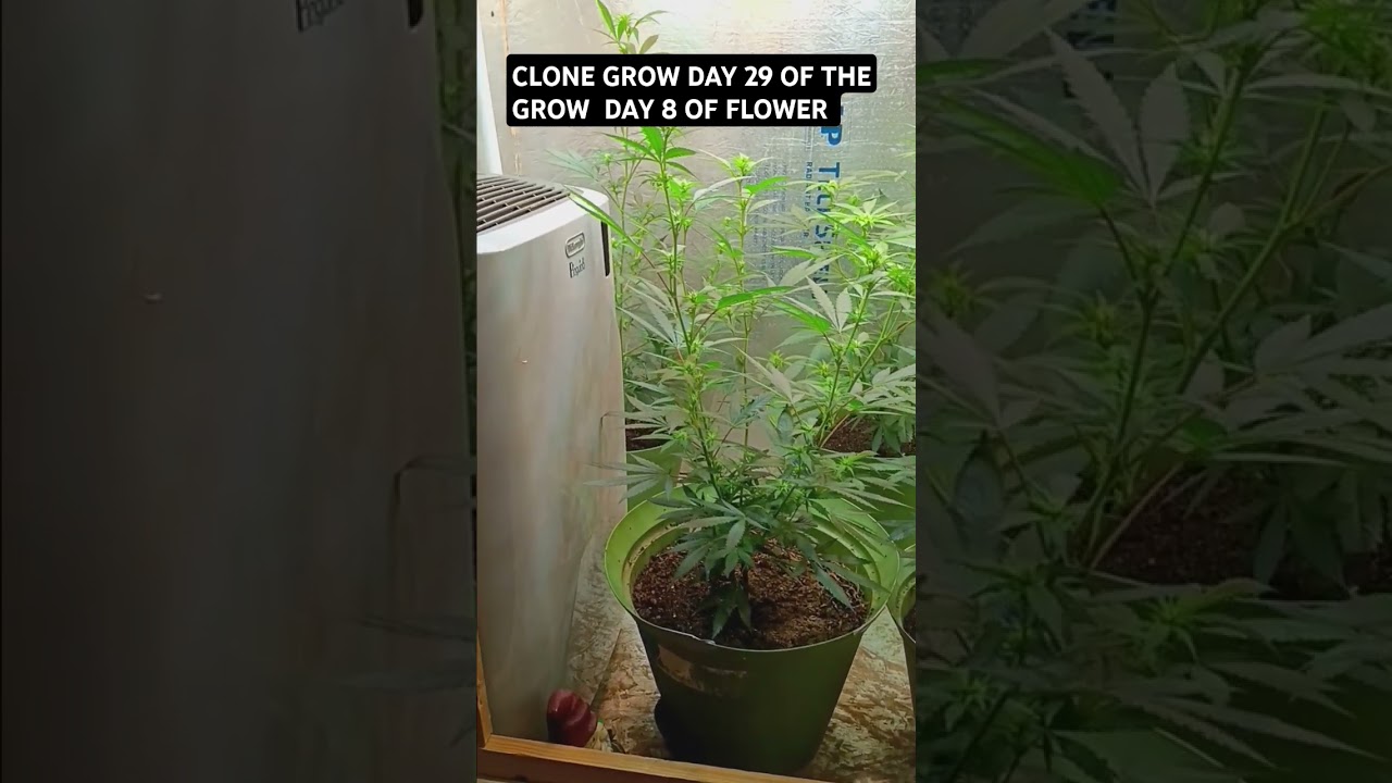 Cannabis Clone Grow Day 36 of Grow Day 8 of flower  #cannabis #grow #gardening #chemdog #sourdiesel