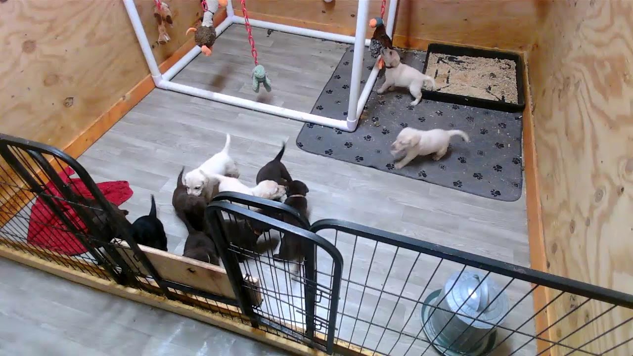 CPL's 2025 Litter Ty and Shelby with Tobi Part 1