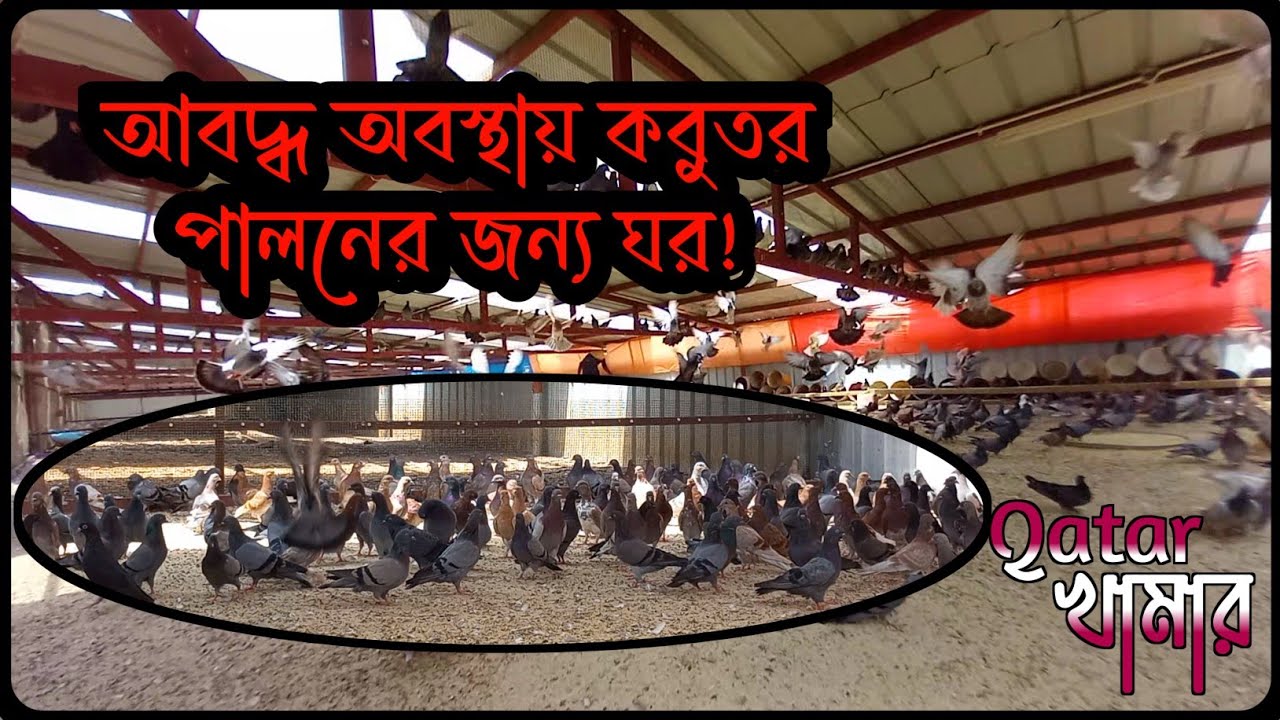 কাতার খামার | আবদ্ধ অবস্থায় কবুতর পালনের জন্য ঘর৷