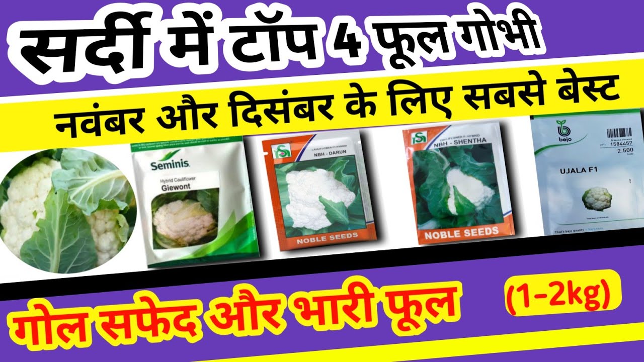 ठंड में लगने वाली टॉप फूल गोभी | Best variety | seminis | giewont | darun | |ujalaf1 | shentha