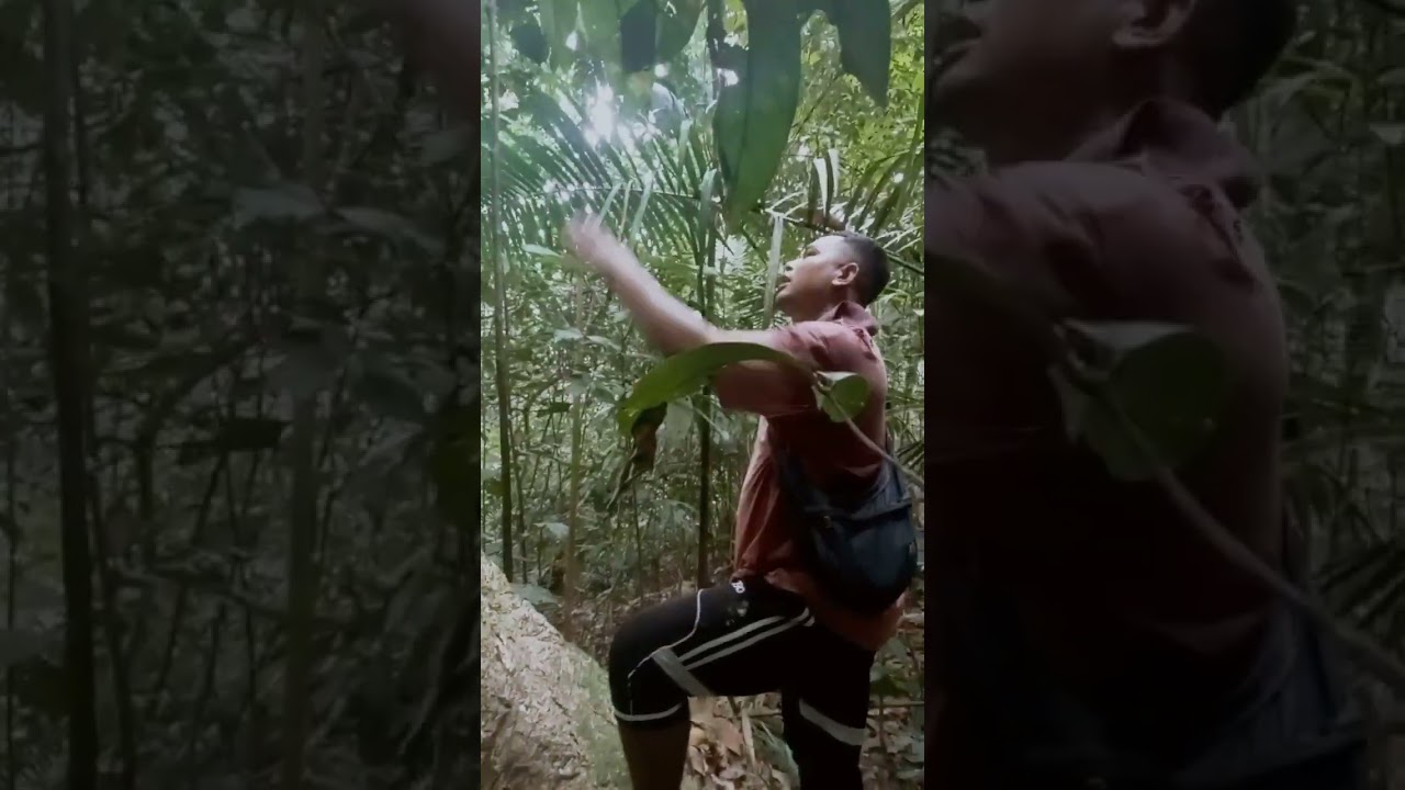 mencari racun ipoh