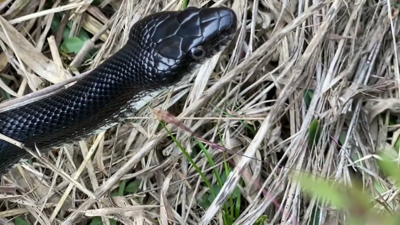 Pantherophis alleghaniensis/ serpiente ratonera negra oriental/ Eastern black ratsnake ￼