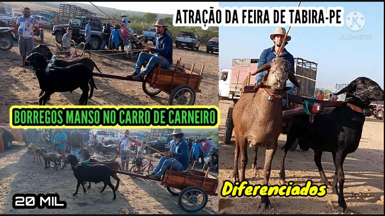 Junta de carneiro mansa de carro faz sucesso em Tabira-PE / Ela faz oq as outras não faz