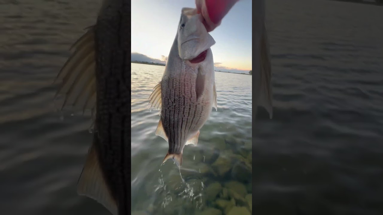 #fishing #coloradofishing #colorado #wiper #fishingwiper