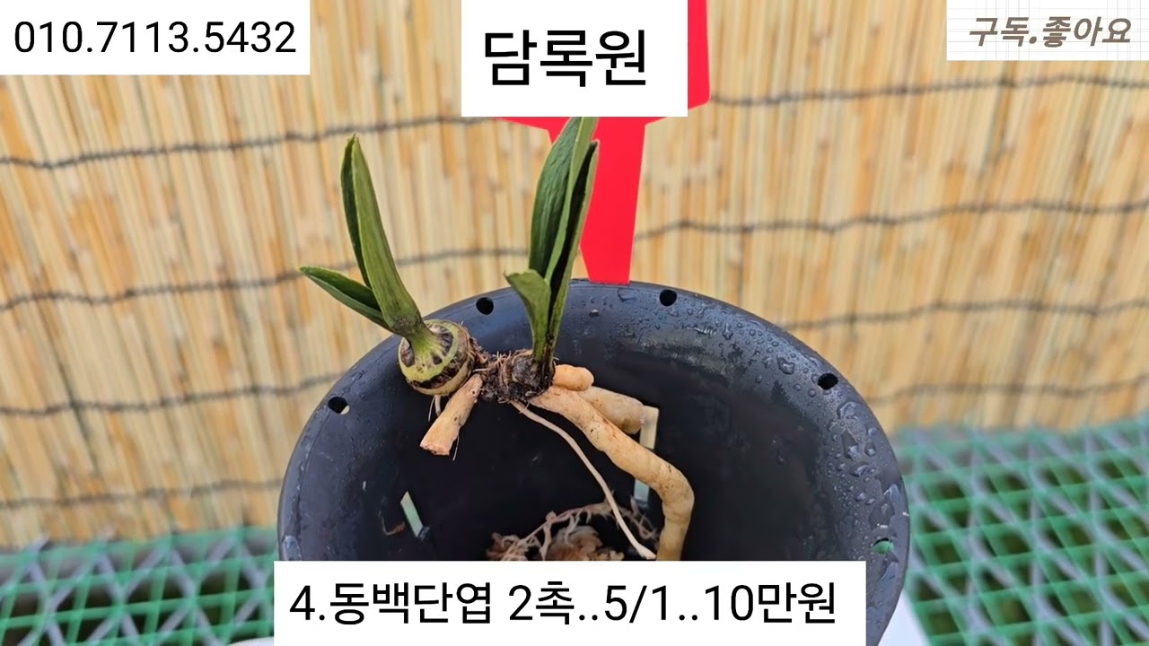 20월19일.명명품 어진화(두화소심)외10품종