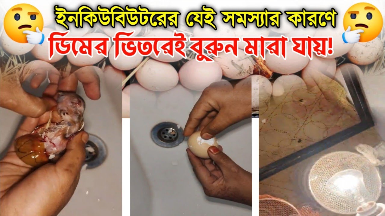 ইনকিউবেটরের যেই ভুলের কারণে, ডিমের ভিতরে বাচ্চা মারা যায়।