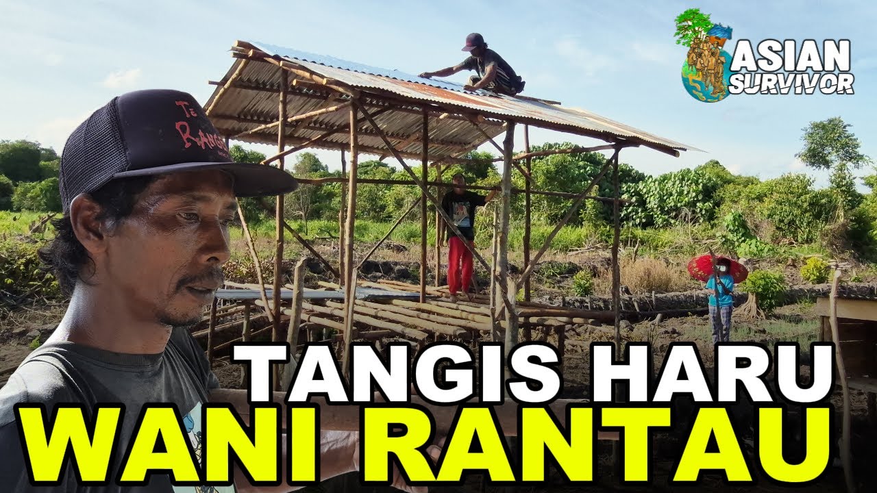 WANI RANTAU PASANG ATAP KANDANG, ISTRI MEMBANTU, ANAK MELIPUT! KOLABORASI YANG MANTAP! @wanirantau 