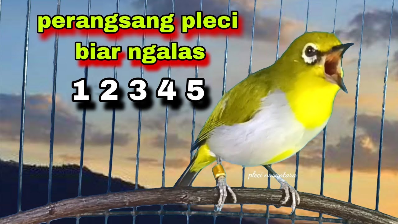 Suara Burung PLECI GACOR Ngalas 12345 Tembakan,Perangsang Pleci Bustomi Gacor Ampuh