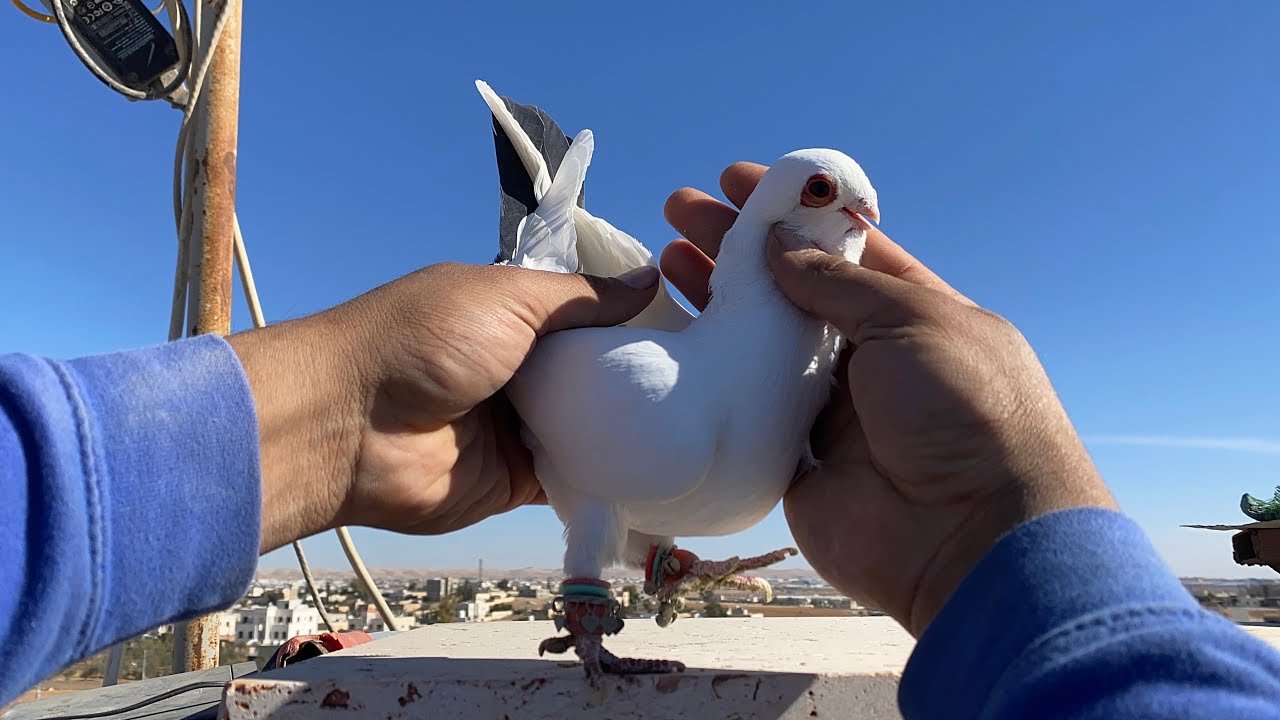 هديه من امريكا 6 🐦🐦‍⬛طيور مرتبات حميلات 💥🔥