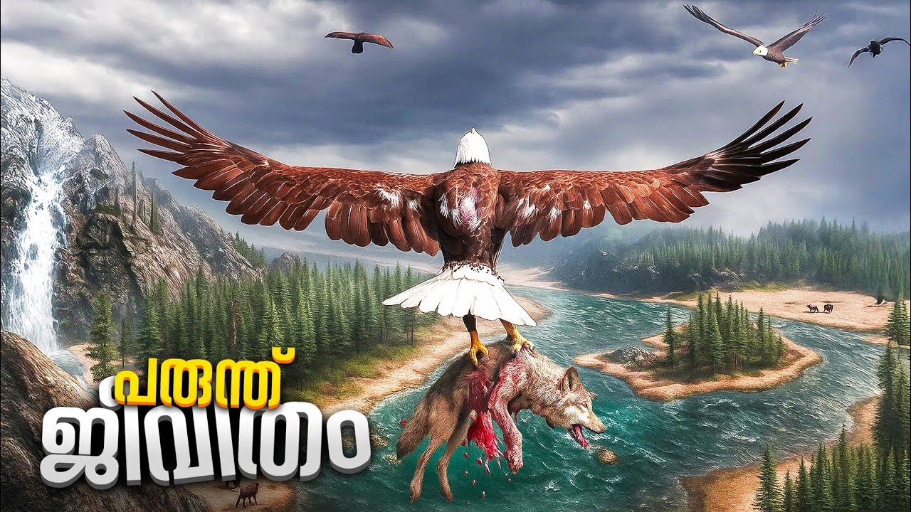 Surviving As an Eagle in The Wilds is Not Easy 😬..!!