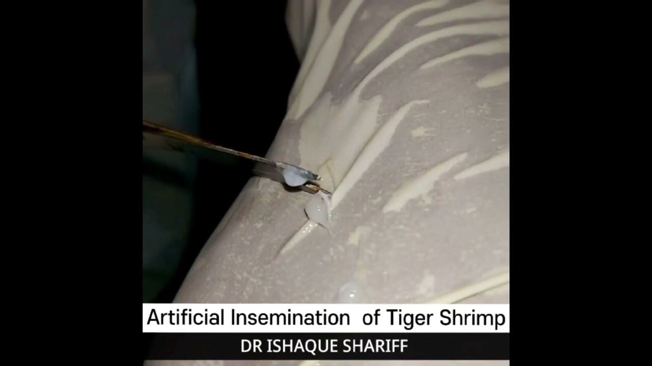 Artificial Insemination Tiger Shrimp