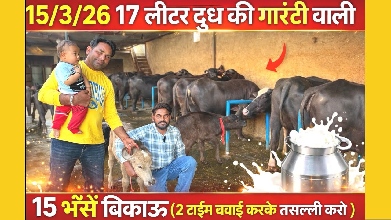15/3/26 एसी भैंस पशु मंडी  डबवाली से नहीं मिलेगी 17 लीटर दुध की फुल गारंटी वाली 15 भैंसें बिकाऊ 