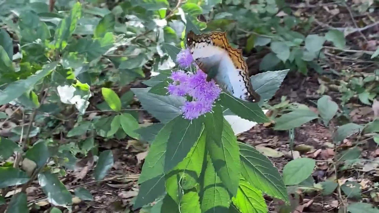ดอยหลวงตากรอคุณอยู่ - (Nature calls)
