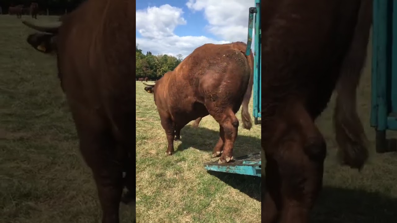 Taureau salers magnifique ! #taureau #tracteur #shorts #shortyoutube #agriculture #farming #vache