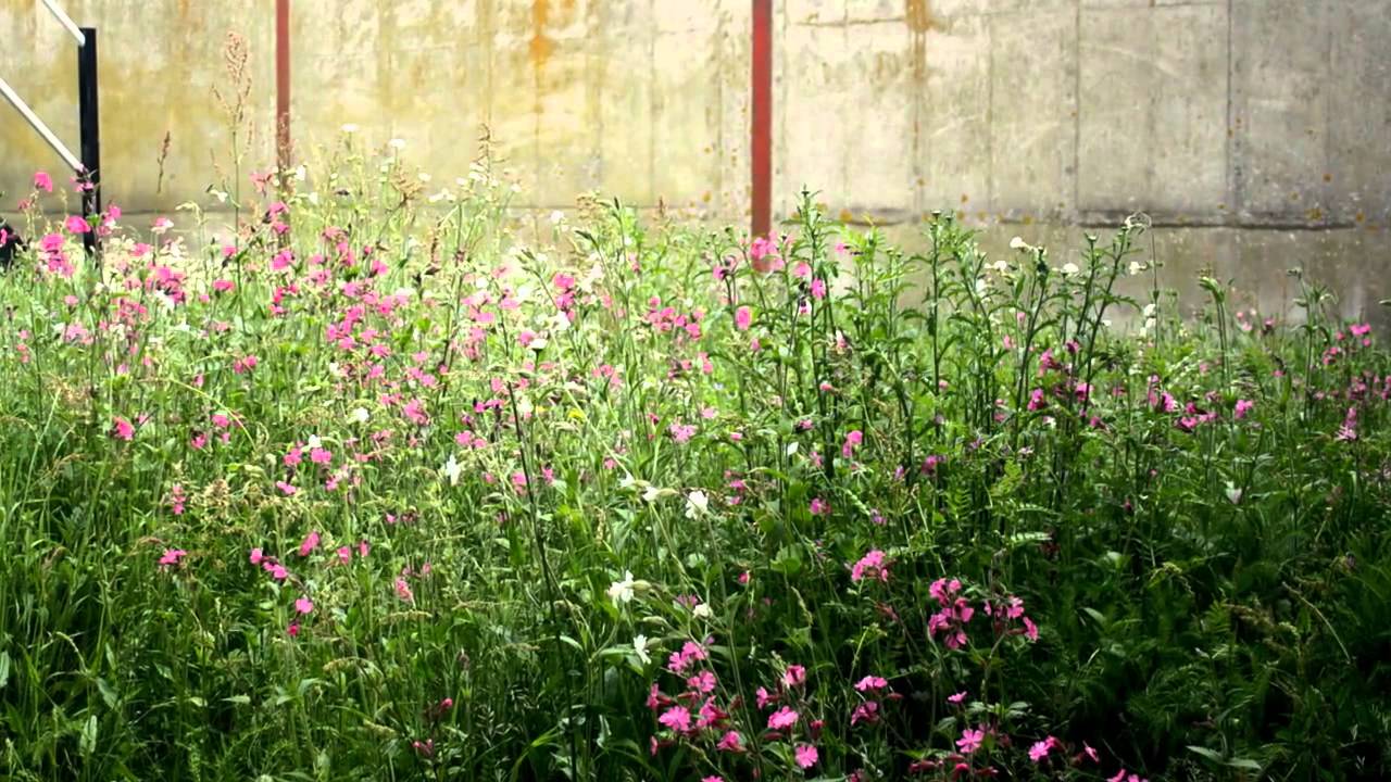 Wildflower Turf 6 Month Lifecycle - Garden House Design