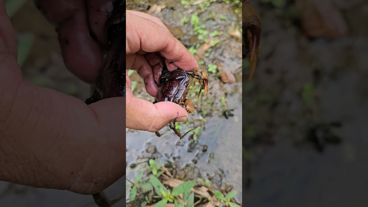 Catching Crabs Hiding in River Mud #shorts #shortvideo #viralvideo