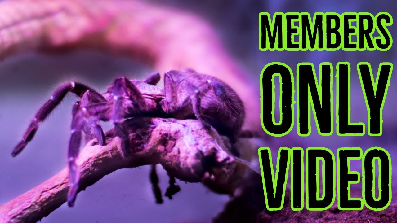 TARANTULA ROOM TOUR - Exclusive MEMBERS ONLY Video Made Public!