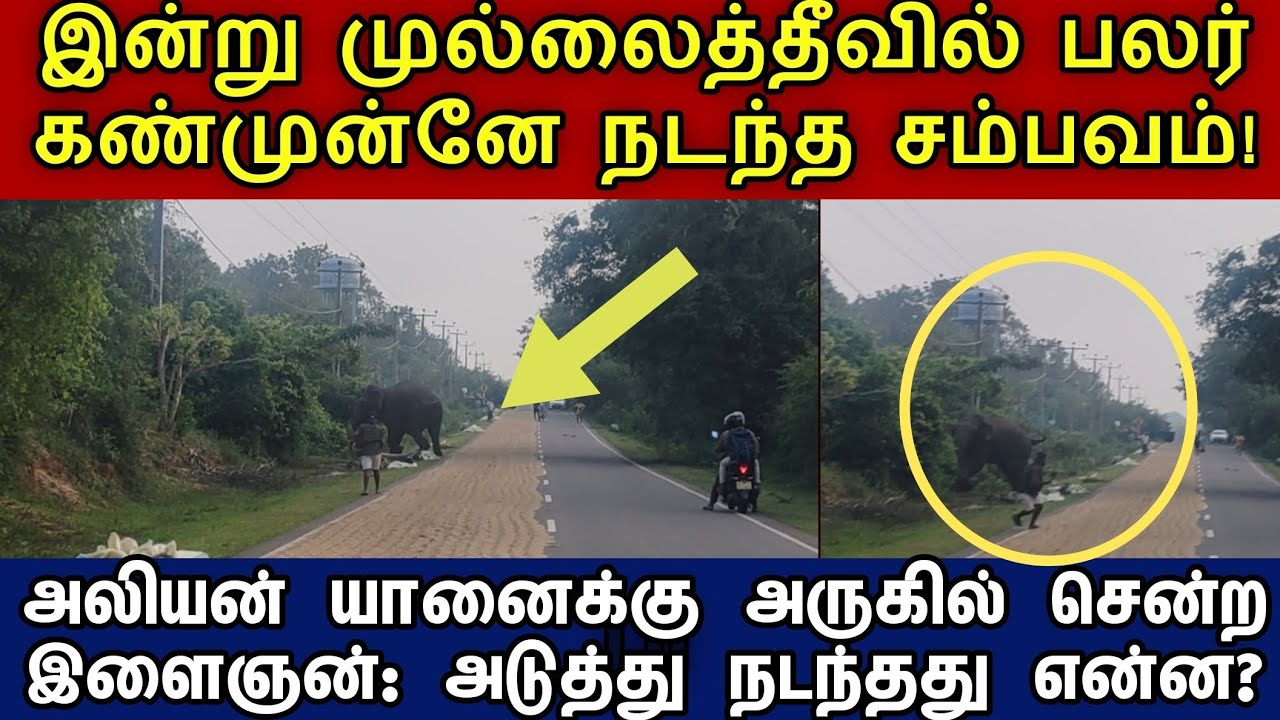 இன்று முல்லைத்தீவில் நடந்த சம்பவம் | #elephant #srilanka #tamilnews #mullaitivunews #canadatamil 