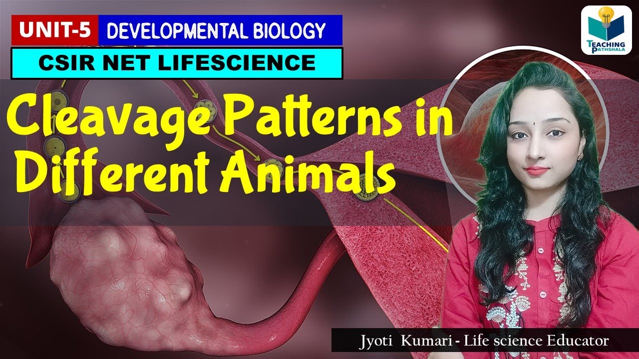 CLEAVAGE  PATTERN IN ANIMLAS |CSIR NET| DEVELOPMENT BIOLOGY