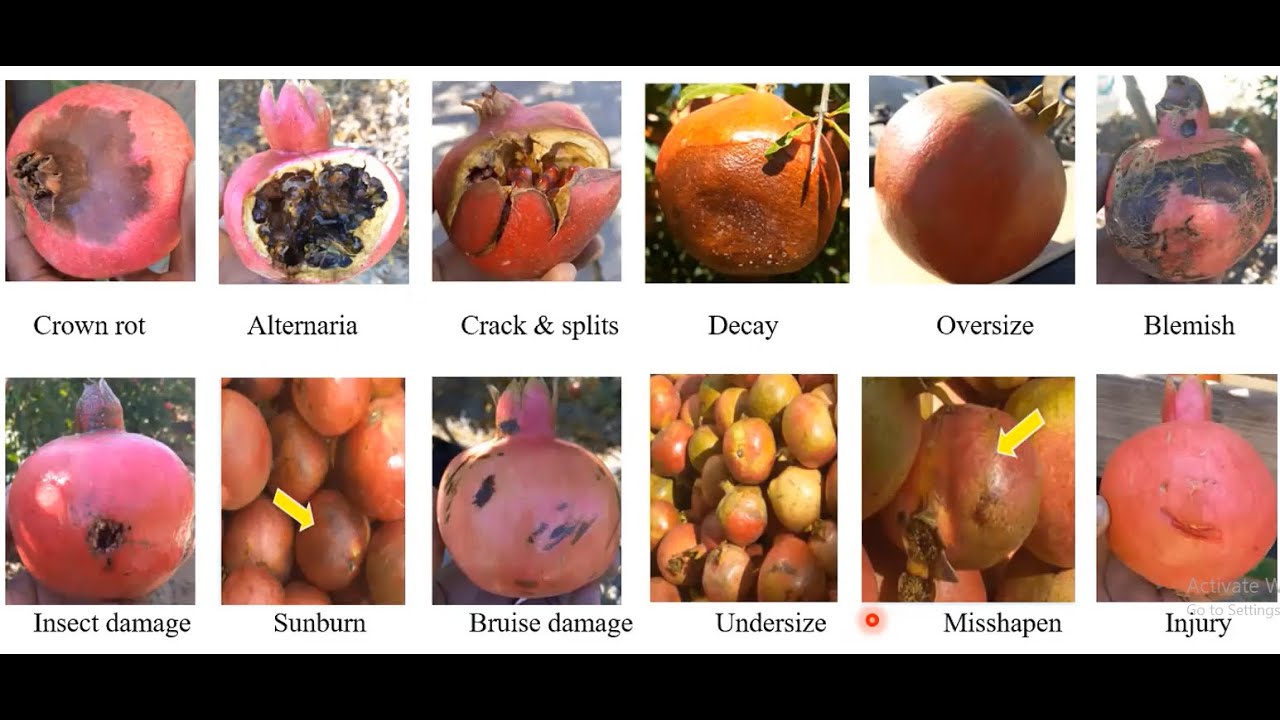 Value-added agroprocessing of pomegranate fruit in South Africa: opportunities and challenges
