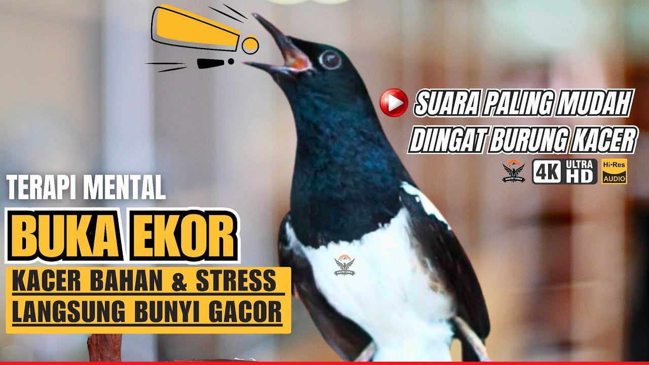 KACER FIGHTER SUARA KASAR | PANCINGAN KACER GACOR MENAIKKAN EMOSI #kacergacor #kacerjuara