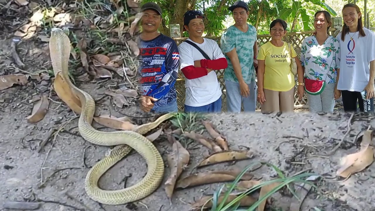COBRA SA FARM SA FLORIDA BLANCA | Sam Tuklaw