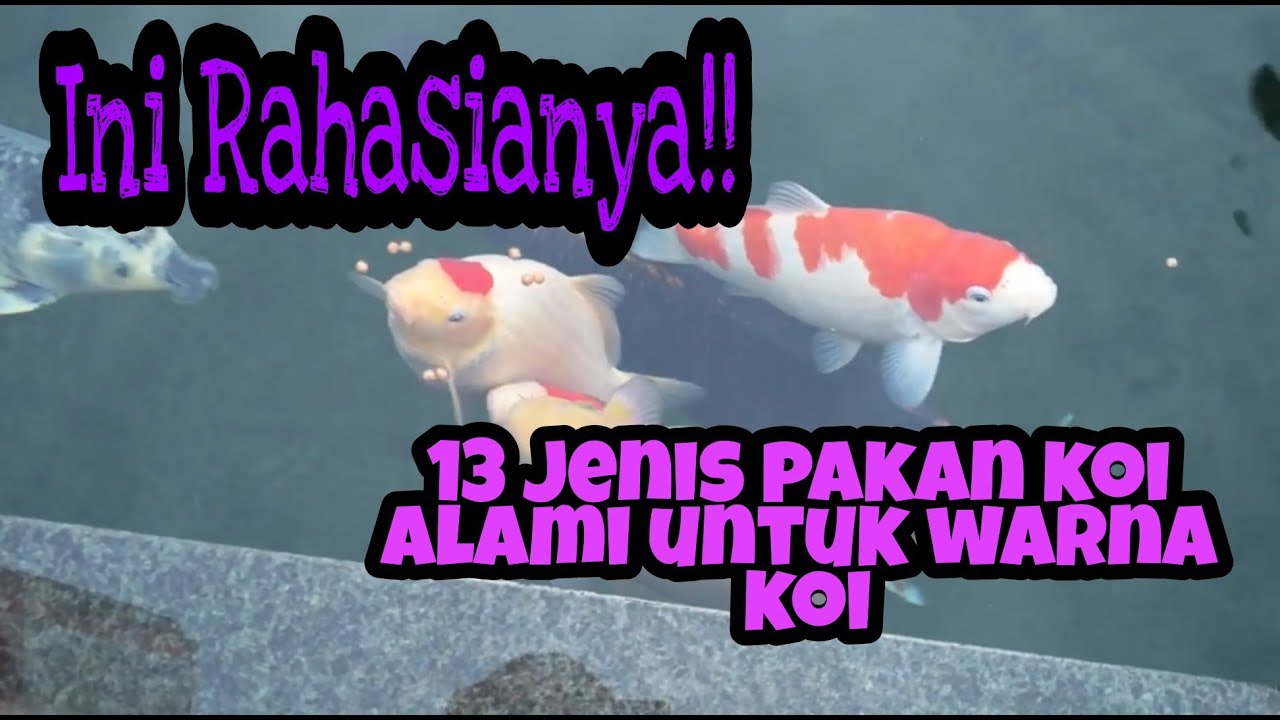 13 Jenis Pakan Ikan Koi Alami Untuk Warna Ikan Koi