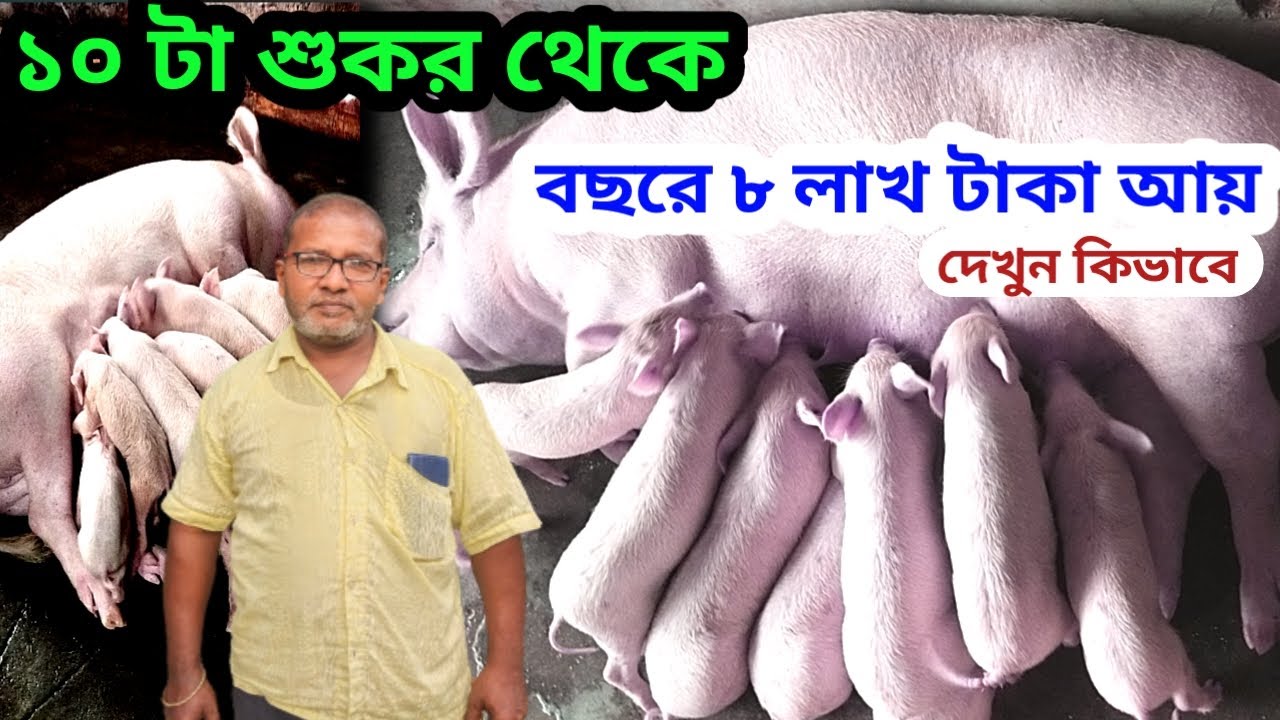শুকর পালনে সফল নবদ্বীপের এই চাষী।শুকর পালন পদ্ধতি।।How to start Pig farming in low cost.pig farm.