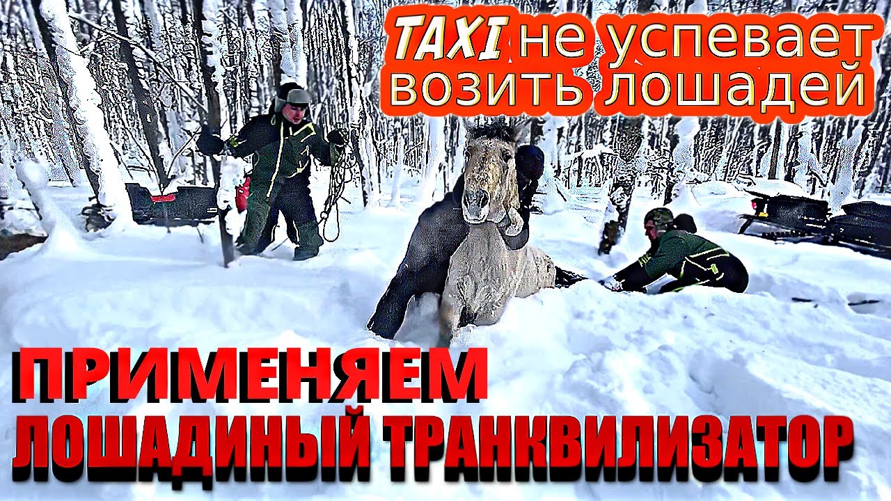 Ловим 300000 рублей и Возвращаем их Домой/Жизнь в Сельской Местности/Лошадиный Транквилизатор