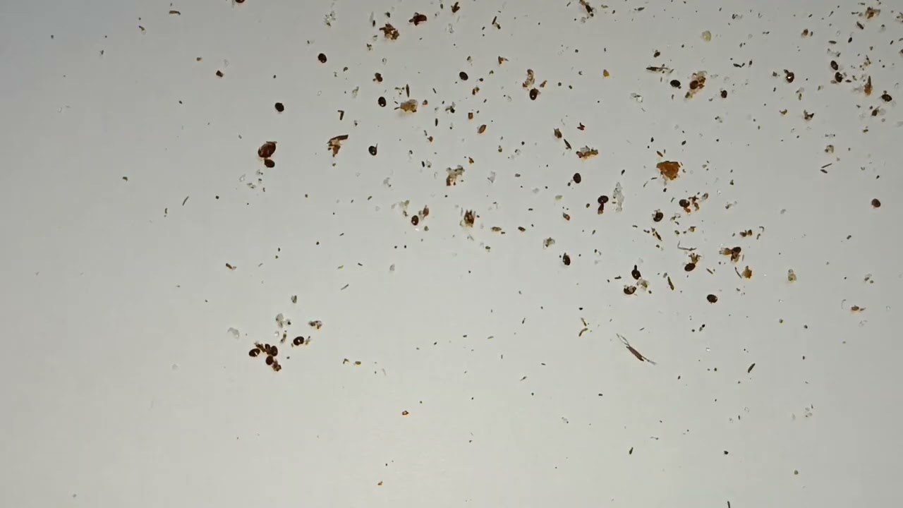 VARROA IS SPILLING LIKE A MULBERRY 