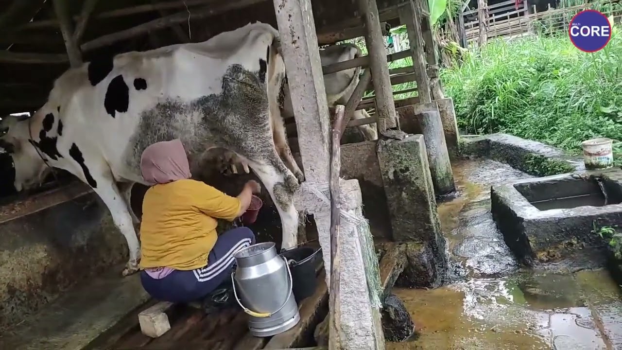 Mengunjungi Peternak Sapi perah di Kampung Cireuday, Cilawu Garut.