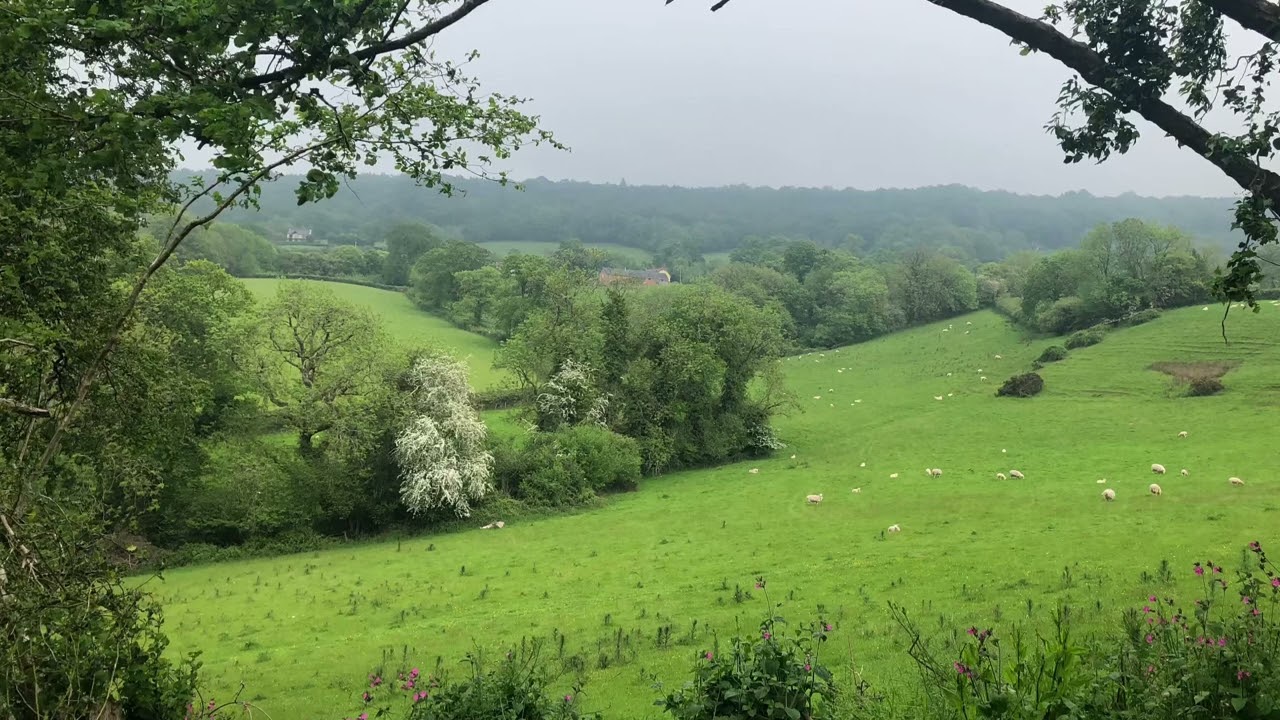 There is a Field by Kim Campbell-Thomas