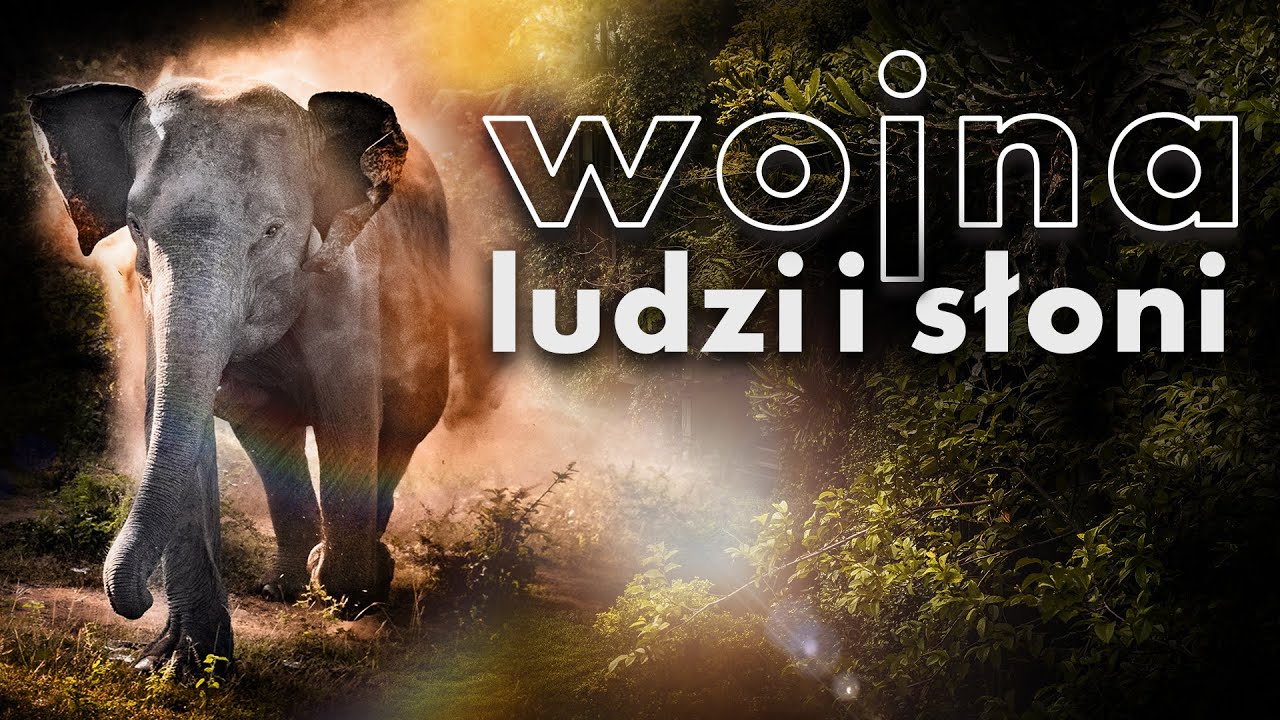 Jak wygląda safari na Sri Lance w Yala Park? O co chodzi w konflikcie słoni i ludzi?
