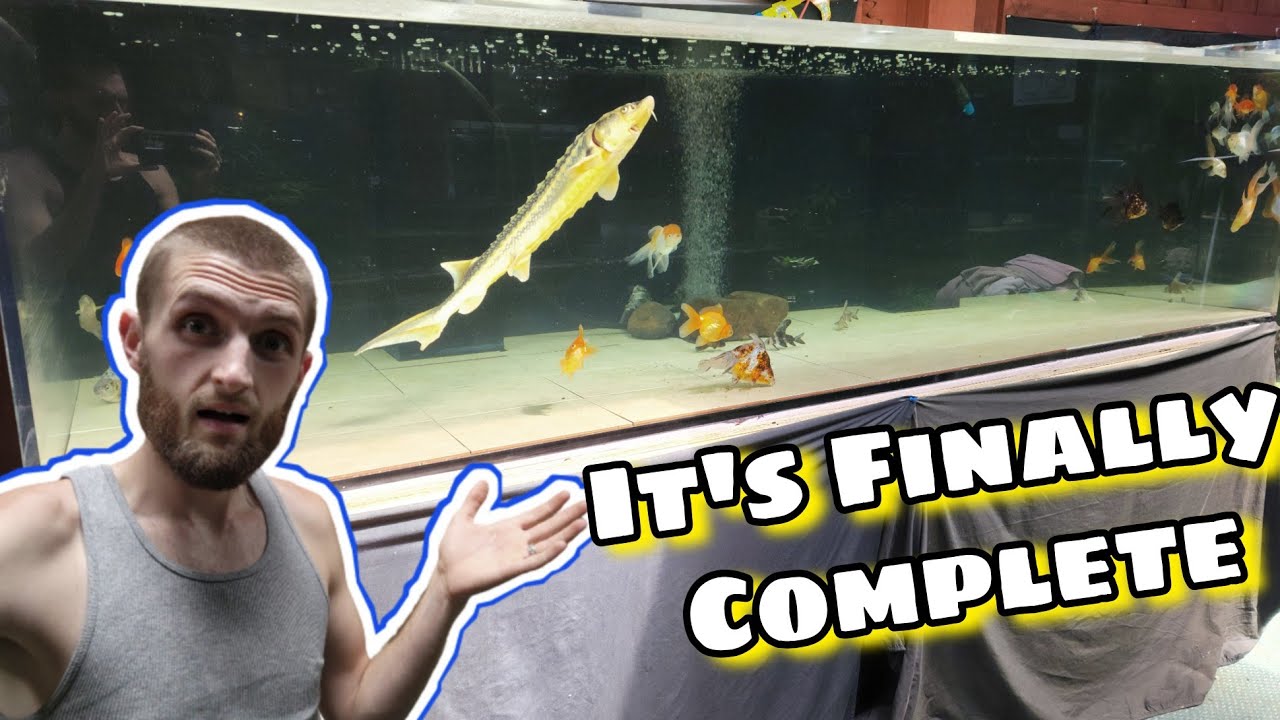 Matt's Monster Fish Tank Resurrected and My Fish Get A Deserved Upgrade