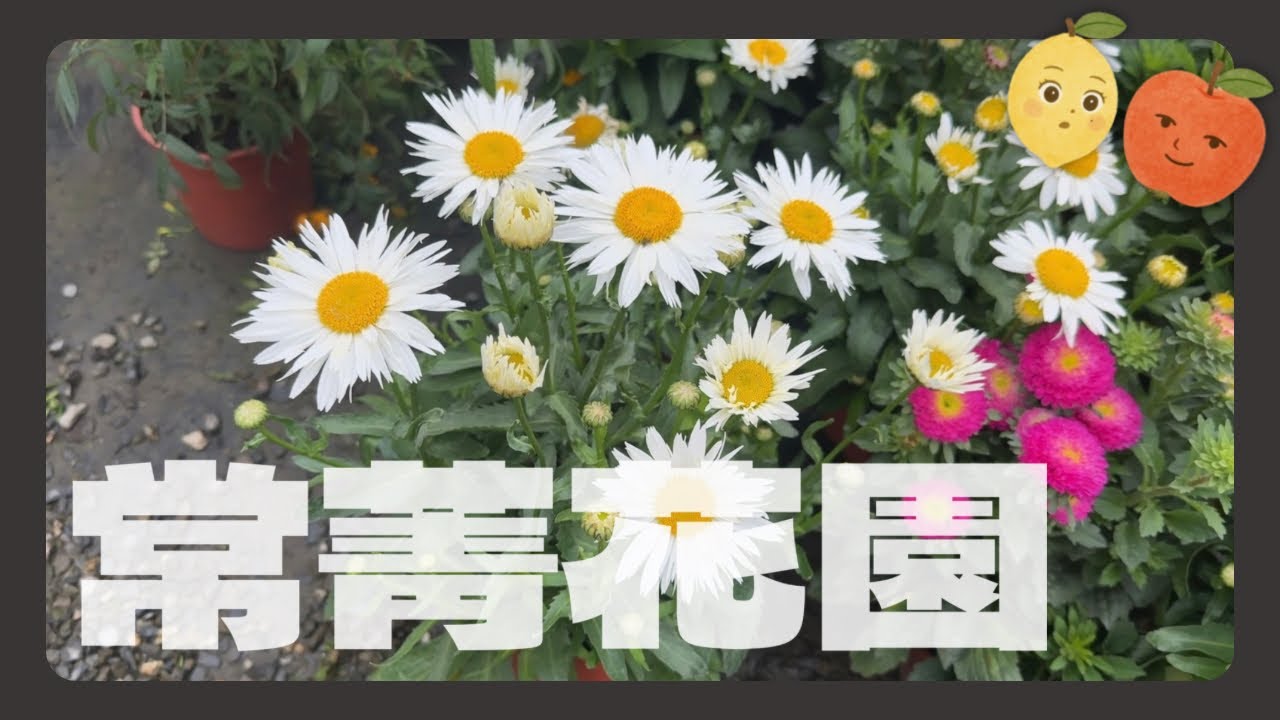 ［Taiwan Plant Shop］屏東萬丹｜常菁花園｜探店系列