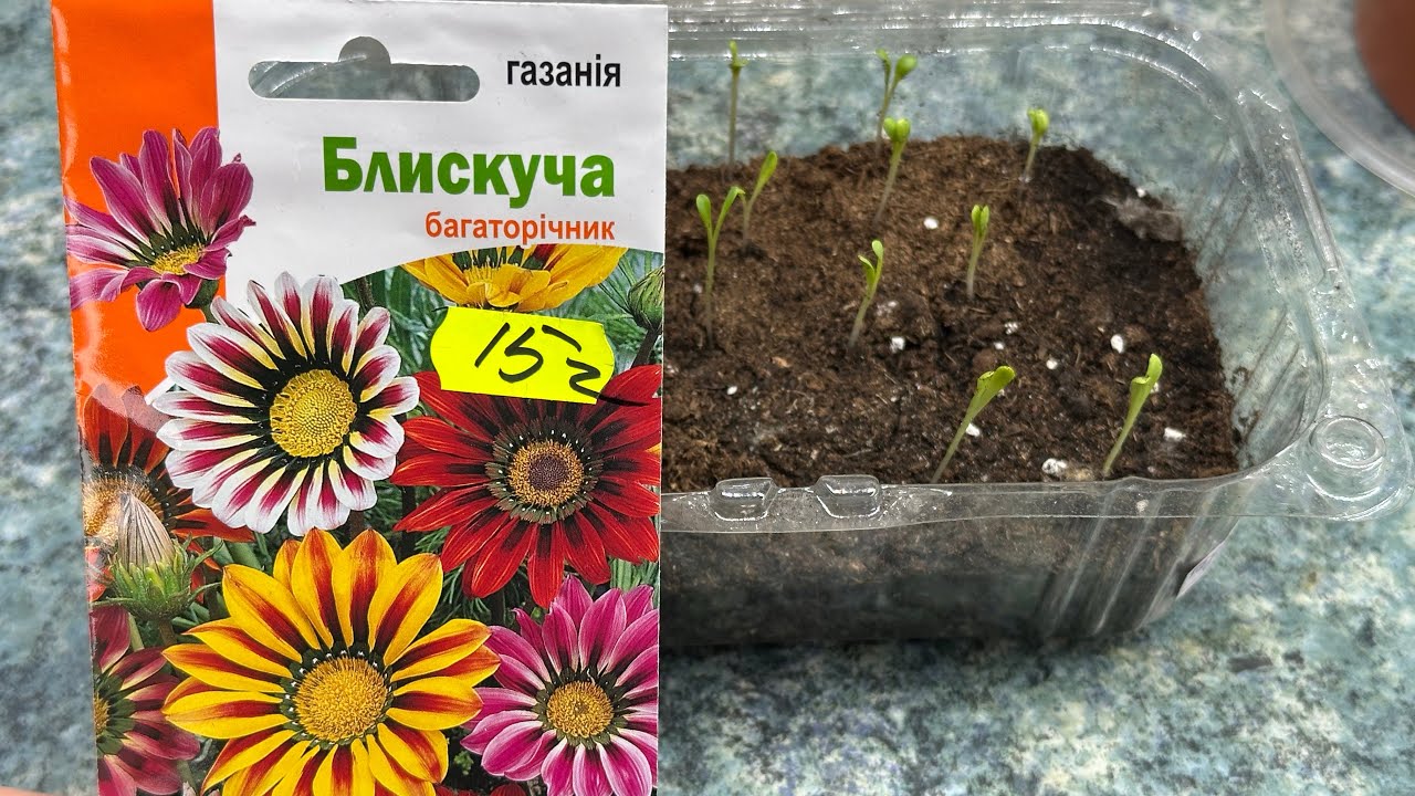 Газания Из Семян — Рискнула Посеять Рано