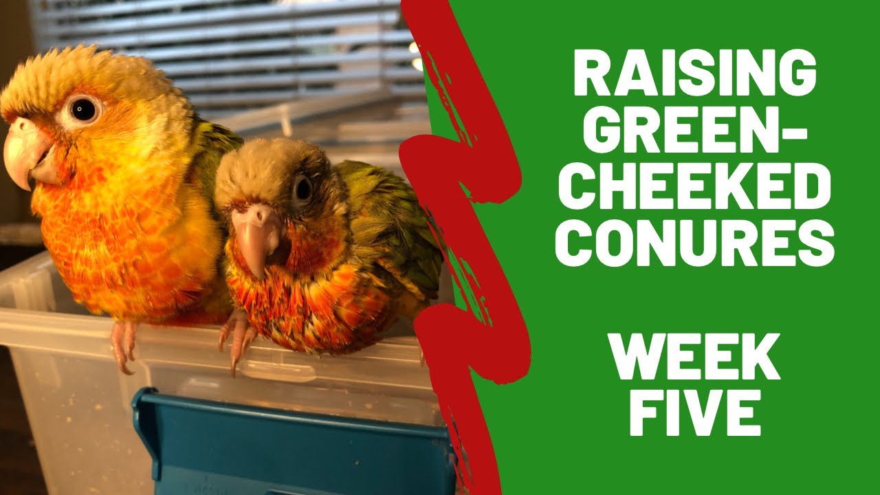 Hand Raising Green-cheeked Conures - Week 5