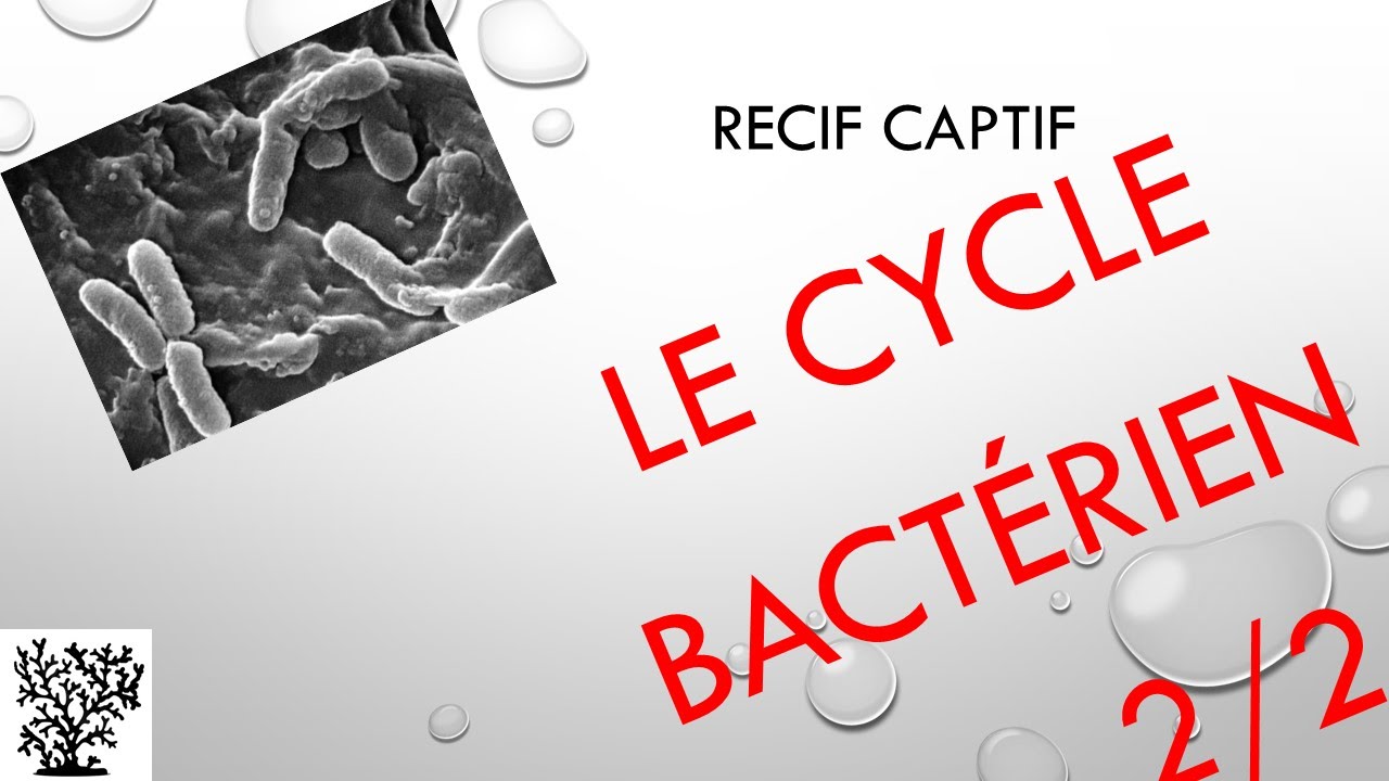 Le cycle bactérien 2/2 - Mr Recif Captif #43