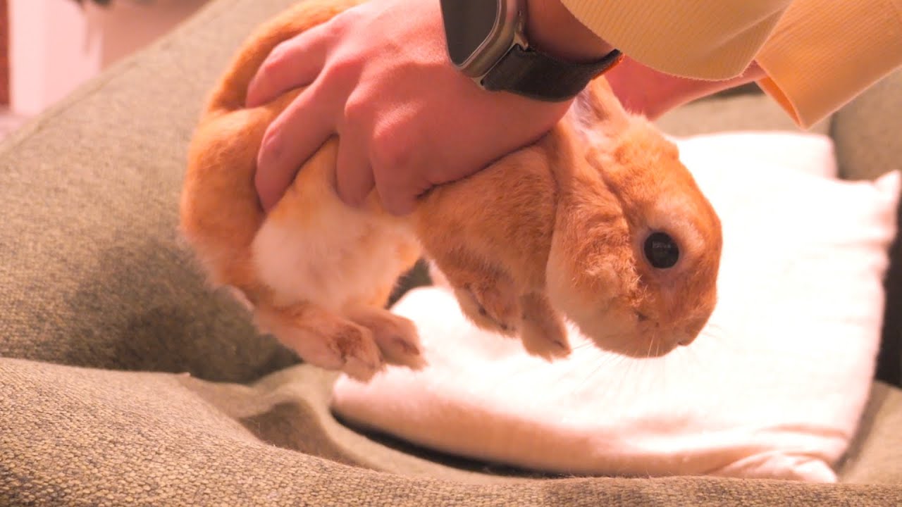 絶対捕まりたくないはずなのにソファの上だと居心地良くて無気力になってしまうムギ【No.1502】