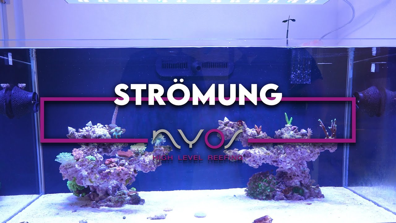Strömung im Meerwasser Aquarium  - Meerwasseraquarium Beginner Serie von A - Z ​