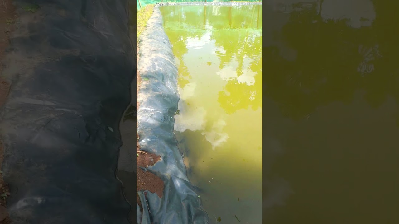 Inside a 300m2 liner pond....tilapia farm